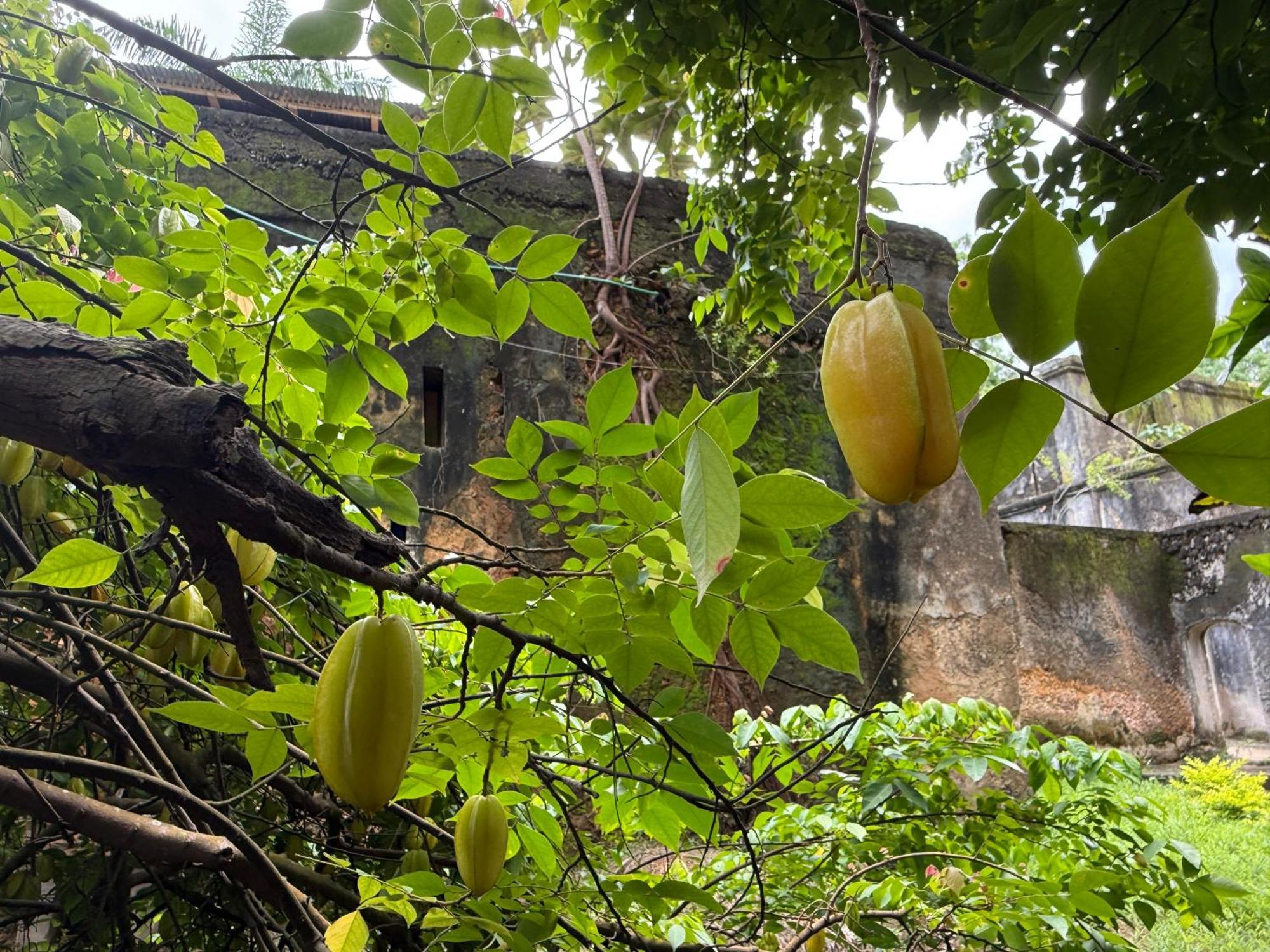 Mbweni Ruins & Gardens Previously Jungle Paradise Zanzibar Eksteriør billede